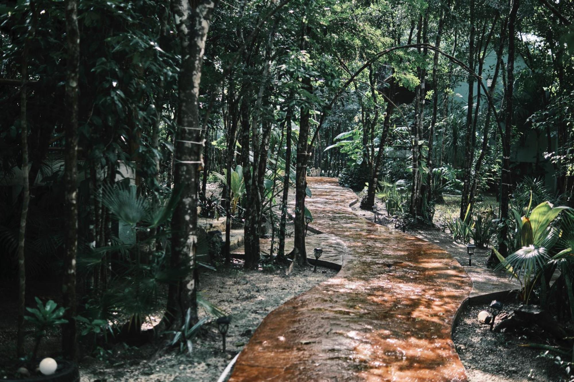 Zamna - Jungle * Cozumel